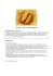 Indice_ricette_files/Cappone ripieno alla campagnola