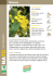Mimosa - Vigorplant