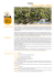 FICO Ficus carica sativa