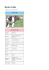 Border Collie - Fast Dog agility team