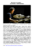 Maurizio De Angelis BATTERIA E PERCUSSIONI