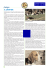 Cinologia - Club Italiano del Beagle, beagle