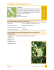 Chardonnay SMA-108