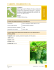 Chardonnay SMA-130