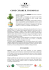 come curare il tuo bonsai