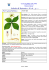 scheda n. 18 paris quadrifolia - Club Alpino Italiano sezione di Dolo