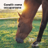 Cavalli: come occuparsene