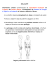 cellulite - Dipartimento di Farmacia