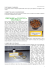 approfondimento Pdf