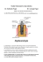 Introduzione. Frequenti domande sull`implantologia