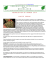 newsletterdimarzo 2 0 1 4 caffe` verde