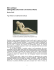 Mors antiqua: bibliografia sulla morte e il morire a Roma
