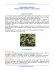 Camomilla comune - Pianteofficinali.org