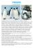 Pinguino