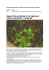 Square foot gardening: le 10 regole per coltivare pensando "a