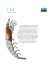 il Krill