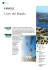 L`oro del Brasile