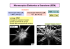 Microscopica Elettronica a Scansione (SEM)