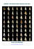 Family: EPITONIIDAE