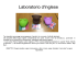 Laboratorio d`inglese