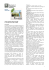 Ragazzi di Palestina File - Moodle MCE
