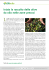 Inizia la raccolta delle olive da olio nelle zone precoci