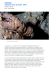 CrostaCei scyllarides latus (Latreille, 1802) regno