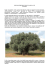 Alla scoperta dell`olio IC