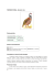 Pernice Rossa (Alectoris rufa)