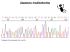 Seq troubleshooting per web pdf