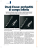 Stack Focus: profondità di campo infinita