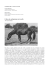 Colica da costipazione nel cavallo