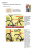 "Tommasini Ultra Fire Versione 2005 con Posteriore Nuovo" Clicca