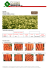 Carota - Suba Seeds