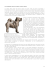 Le origini della razza Chow Chow
