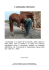 L`osteopatia veterinaria