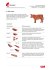 Tagli di carne di vitello