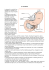 7_Stomaco - filippolotti.it