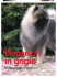 Cane del mese/Wolfspitz - Allevamento Le Renard Gris