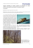 Forest@ - Battisti_234
