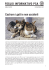 Castrare i gatti e non ucciderli - Protezione Svizzera degli Animali PSA