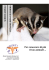 Petauro dello zucchero - Clinica Veterinaria Omniavet