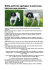 Holly, derivato springer, 9 anni senza ricevere una carezza.