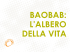 Baobab, l`albero della vita