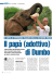 IN KENYA UN VETERINARIO ITALIANO CURA GLI ELEFANTINI