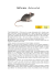Ratto nero (Rattus rattus)