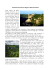La Vergine Nera di Rocamadour