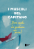 I muscoli del capitano