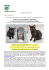 animali: calimero e monchy, le due mascotte di supercat show