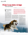 Di Fabrizio Ottaviani: Il cane: la sua storia e la legge